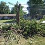 Photo of My Tree Guys