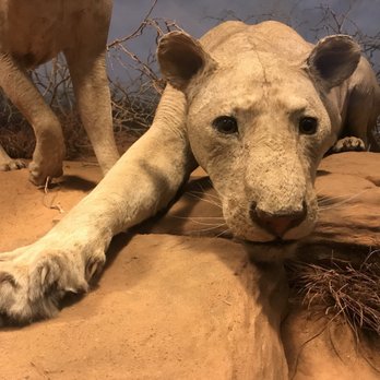 Field Museum - Museums Near Me - Chicago, Illinois Field Museum - Museums Near Me - Chicago, Illinois