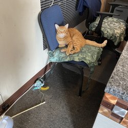 Massage Spring - Cute cat at the reception area