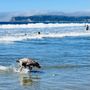 Photo of Coronado Dog Beach
