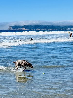 Coronado Dog Beach by null