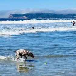 Coronado Dog Beach - Skylar getting her run and swim on!