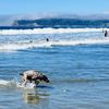 Coronado Dog Beach gift card