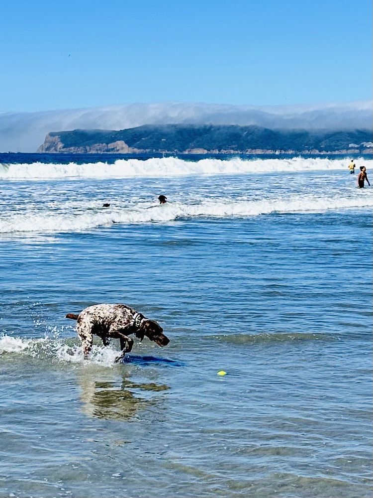 Coronado Dog Beach Logo