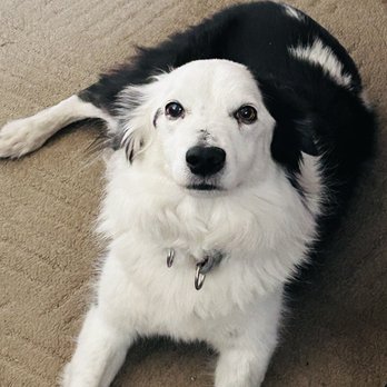 Petra's People Training For Dogs - Border Collie - Pet Training Near Me - Alameda, California Petra's People Training For Dogs - Border Collie - Pet Training Near Me - Alameda, California