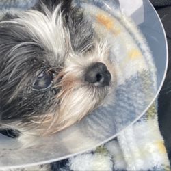 Five Mile Animal Hospital