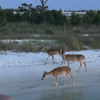 Island Time Sailing - Deer - Boat Charters Near Me - Panama City Beach, Florida