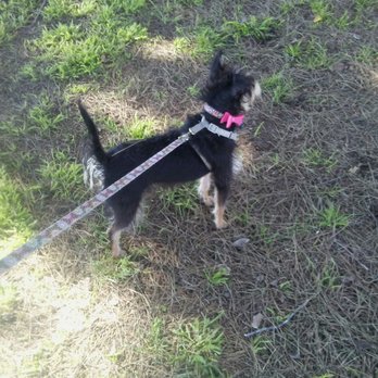 Pinkley Park - Birdie looking at another dog in between smelling everything lol! - Parks Near Me - Costa Mesa, California