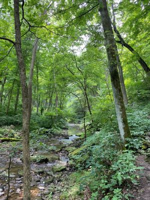 Glen Helen Nature Preserve by null