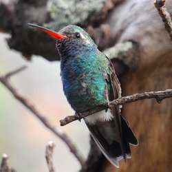 Ramsey Canyon Cabins - Broad-billed hummingbird