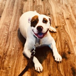 K9 Freedom - Daisy!