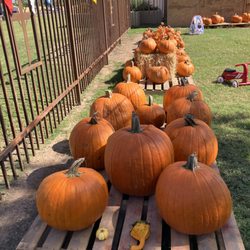 The Pumpkin Patch - Variety!