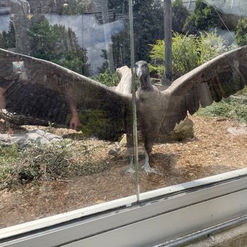 National Aviary - Condor stare down - Zoos Near Me - Pittsburgh, Pennsylvania