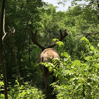 Quiet Harmony Ranch - Bull Elk walking opposite direction. - Tours Near Me - New Paris, Ohio