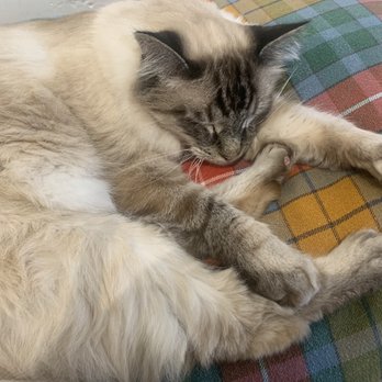 KitTea - Pet Adoption Near Me - San Francisco, California