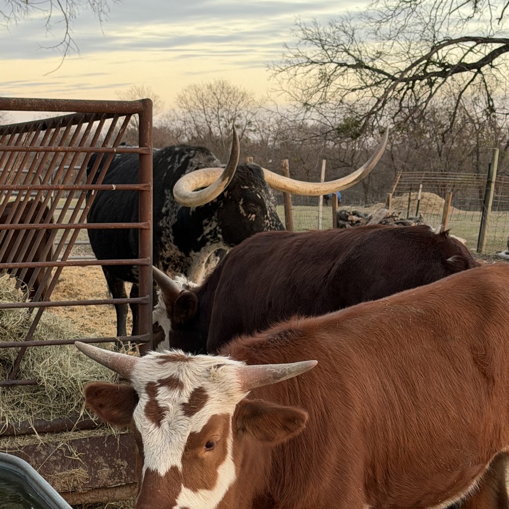 Texas Trail Rides - Horseback Riding Near Me - Austin, Texas Texas Trail Rides - Horseback Riding Near Me - Austin, Texas