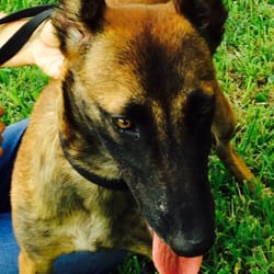 West Point K-9 Academy - Police dogs and all aspects of training.