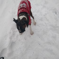 New Glarus Woods State Park - Eating snowballs