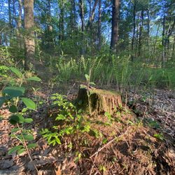 Goldsmith Woodlands - Stump