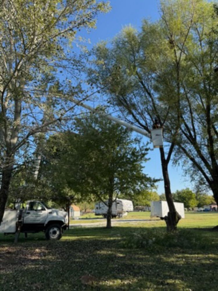 Letterman Tree Service - tree service in Clever, MO