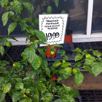 Koolau Farmers - Trinidad moruga scorpion second hottest chili pepper in the world. - Home & Garden Near Me - Kaneohe, Hawaii Koolau Farmers - Trinidad moruga scorpion second hottest chili pepper in the world. - Home & Garden Near Me - Kaneohe, Hawaii