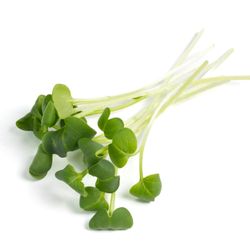 Piedmont Microgreens - Daikon Radish