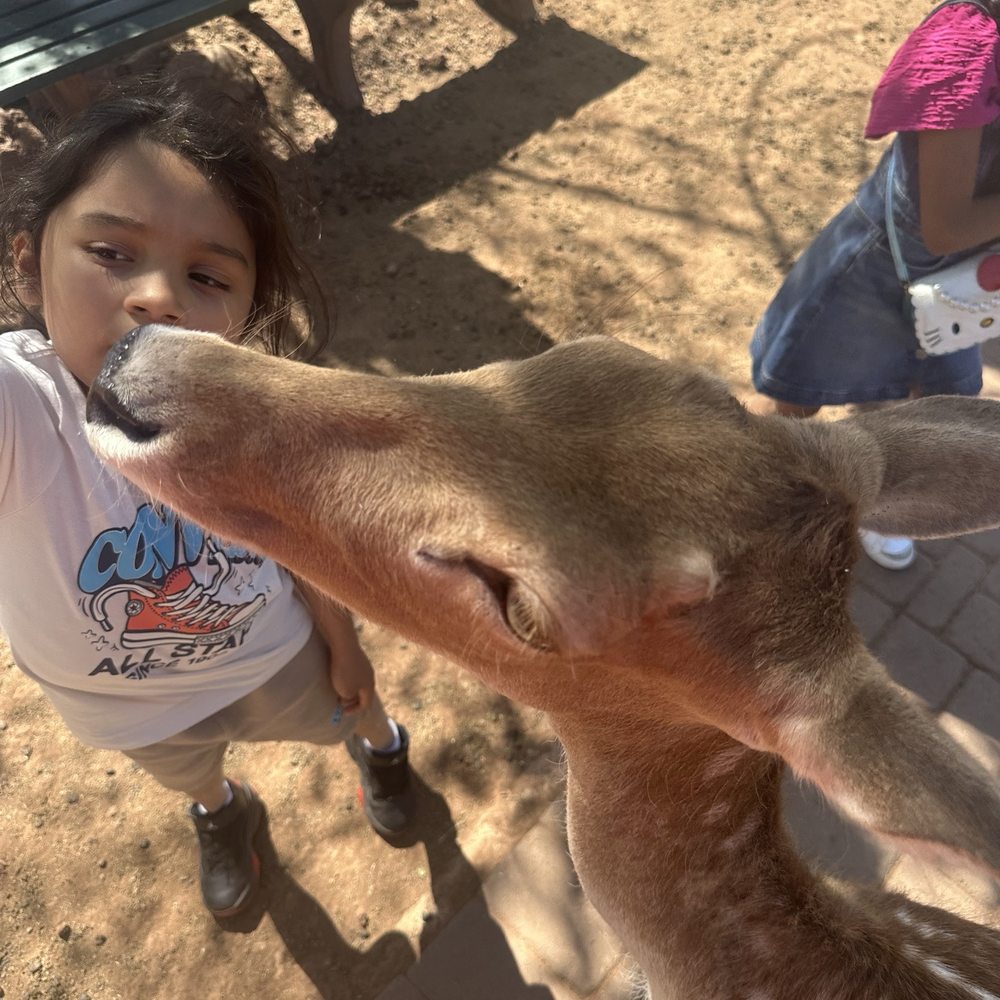 Grand Canyon Deer Farm - Zoos Near Me - Williams, Arizona Grand Canyon Deer Farm - Zoos Near Me - Williams, Arizona