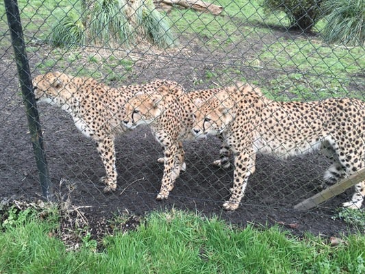 Port Lympne Safari Park by null