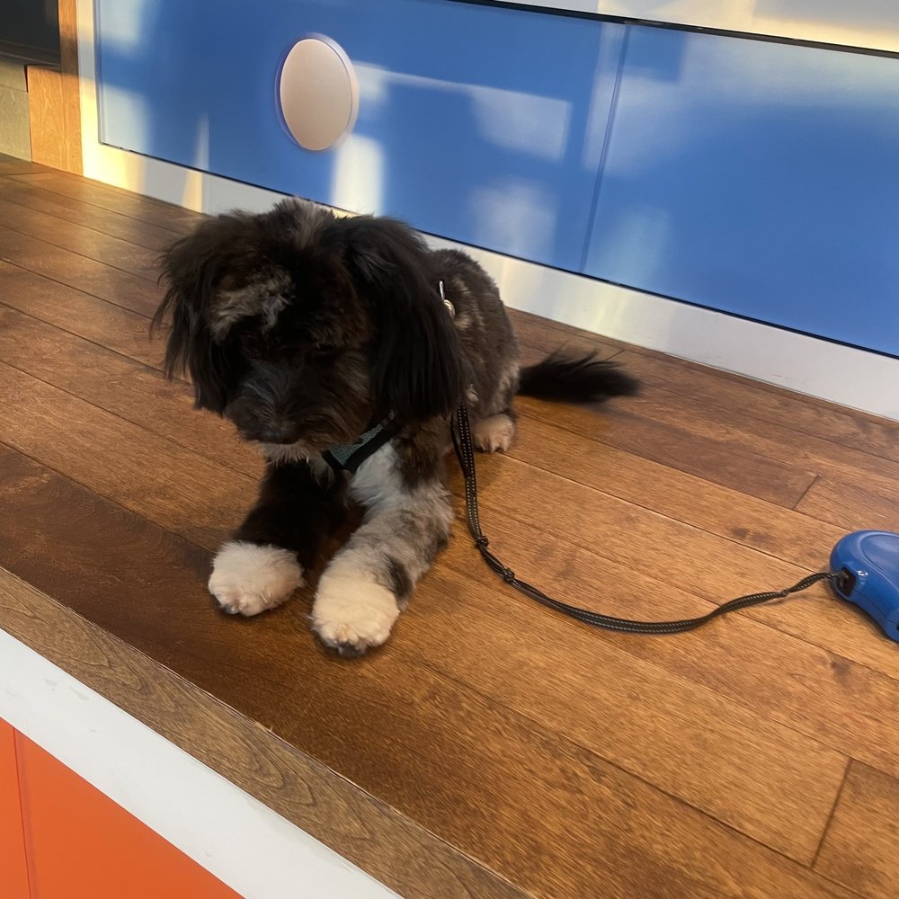 Fur Town - Pet Groomers Near Me - Playa Vista, California