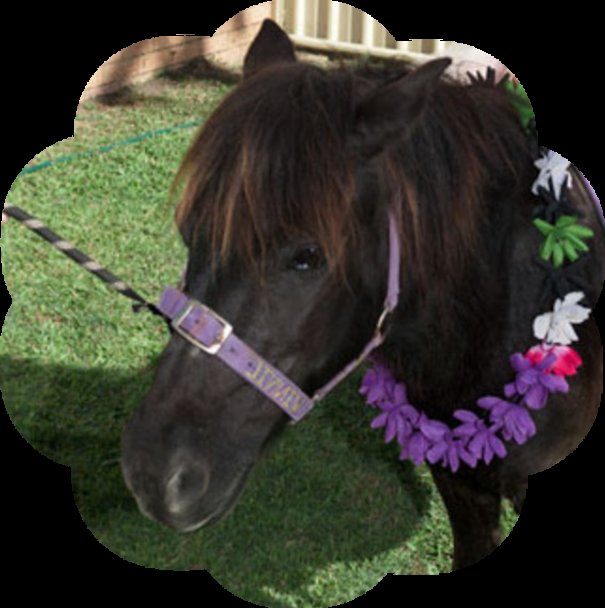 CR Pony Parties & Petting Farms - equestrian in Liberty Township, OH