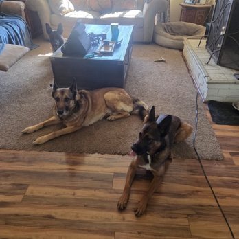 Mintz Canine - 3 good boys - Pet Training Near Me - Rohnert Park, California Mintz Canine - 3 good boys - Pet Training Near Me - Rohnert Park, California