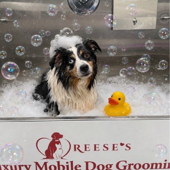 Reese's Pet Sitting - Pet Groomers Near Me Reese's Pet Sitting - Pet Groomers Near Me