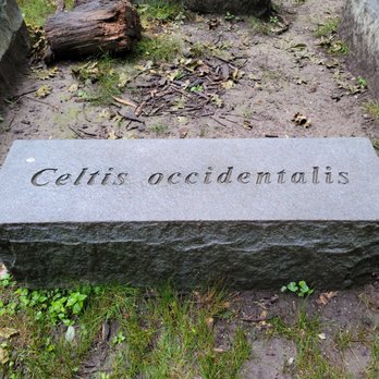 Into the Woods - Granite bench - Public Art Near Me - Upper Arlington, Ohio
