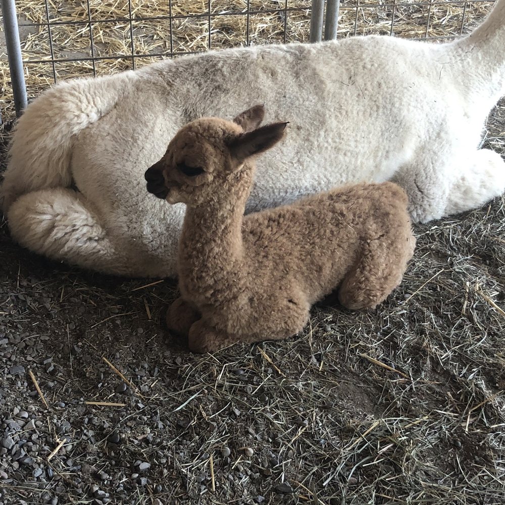 Cabin View Alpacas - One-week-old alpaca! - Attraction Farms Near Me - Trumansburg, New York
