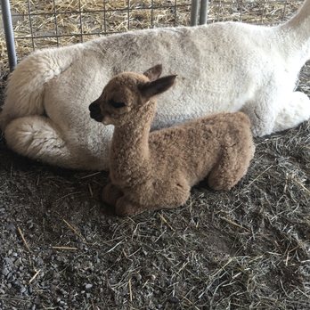 Cabin View Alpacas - One-week-old alpaca! - Attraction Farms Near Me - Trumansburg, New York