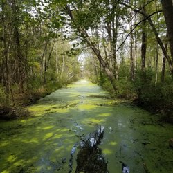 Bishop's Bog Preserve Trail - Summer 2017