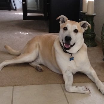 Monterey Pet Care - Dog Walkers Near Me - Monterey, California