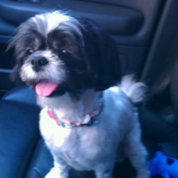 Bay Pet Grooming - After (nappy free, knot free nails clipped) - Pet Groomers Near Me - Lomita, California
