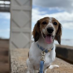 Kaka'ako Waterfront Park