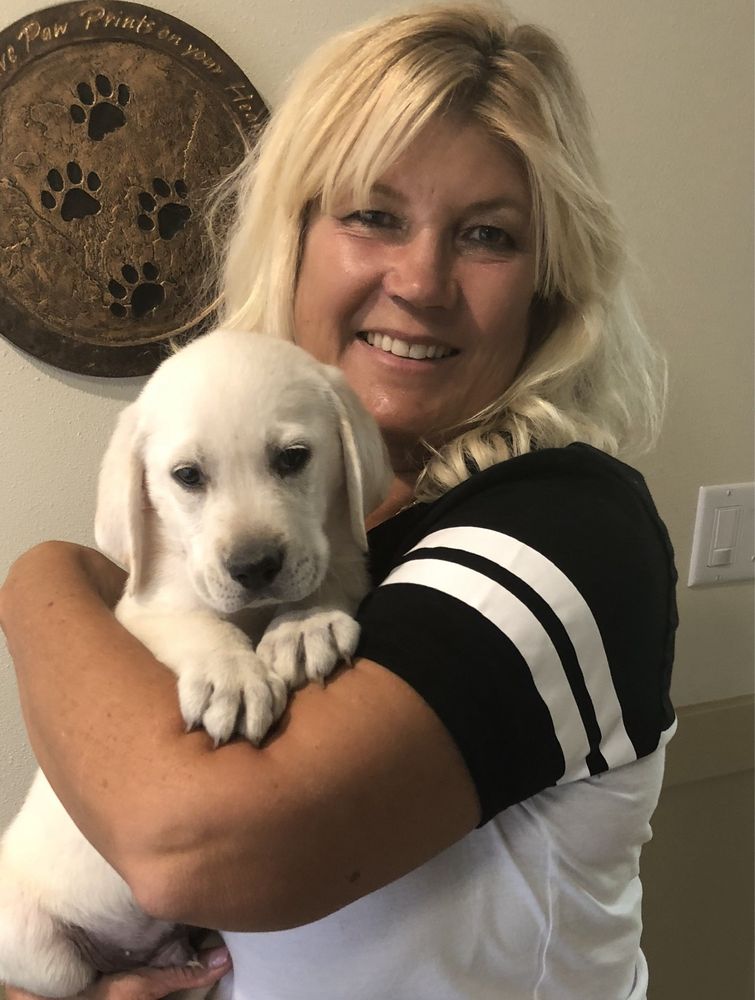 TLC LABRADOR RETRIEVERS Updated September 2024 23 Photos 3 Northern Dancer Dr, Ocala