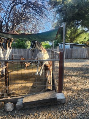 Blossom Peak Ranch by null