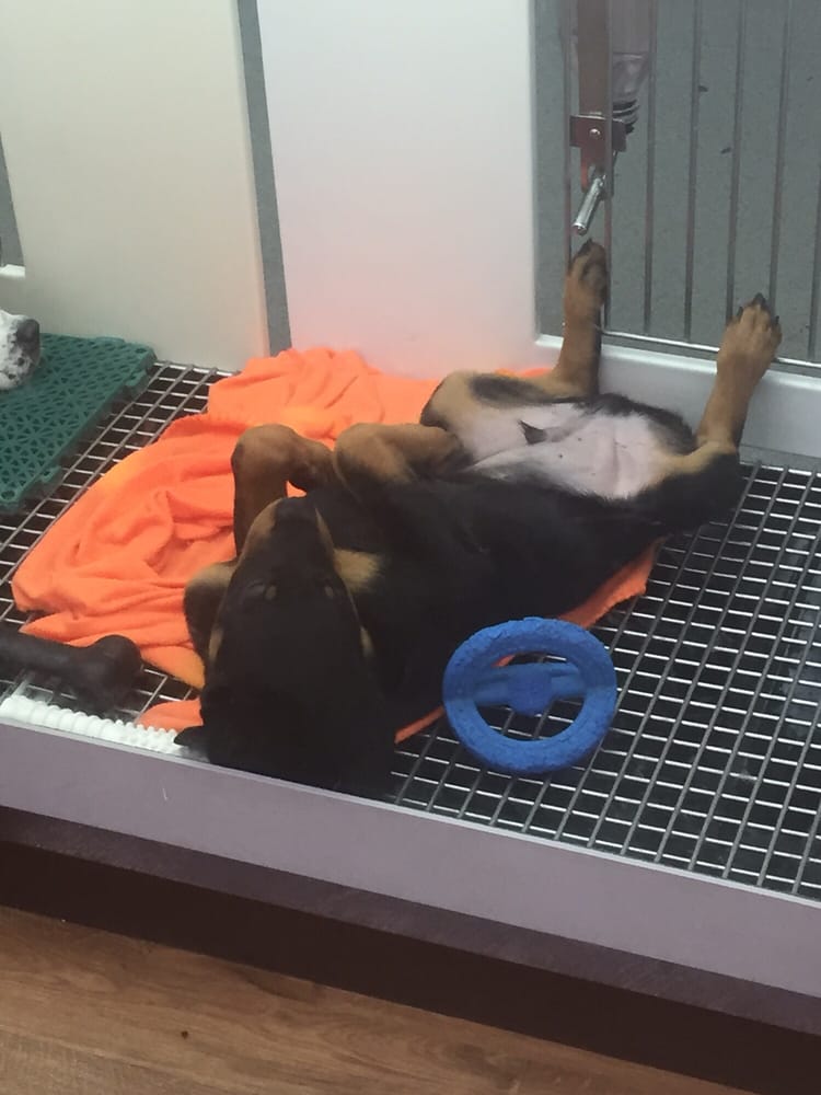 PETLAND CHILLICOTHE Updated October 2024 881 N Bridge St, Chillicothe, Ohio Pet Stores