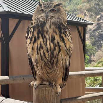 Catalina Falconry Experience - Ruby, the owl - Active Life Near Me - Avalon, California Catalina Falconry Experience - Ruby, the owl - Active Life Near Me - Avalon, California