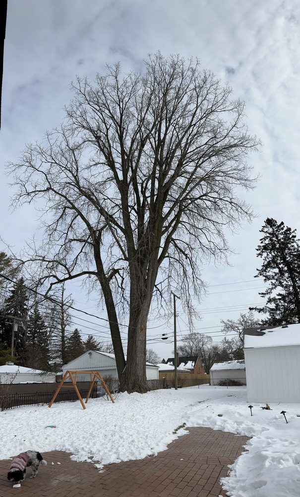 Gibbs Tree Services - tree service in Shelby Township, MI