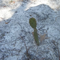 Buncombe Hill Interpretive Trail - Prickly Pear cactus
