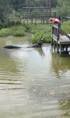 Gator Country by null