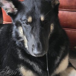 Zoomin Groomin - My dog drooling, due to excessive pain. He NEVER drooled before!