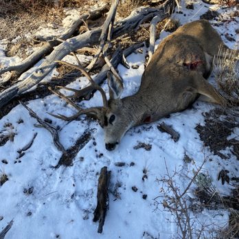 Diamond Mountain Precision Gunsmithing - Nevada Mule deer, 690 yards, custom 300 PRC. - Gunsmith Near Me - Susanville, California Diamond Mountain Precision Gunsmithing - Nevada Mule deer, 690 yards, custom 300 PRC. - Gunsmith Near Me - Susanville, California