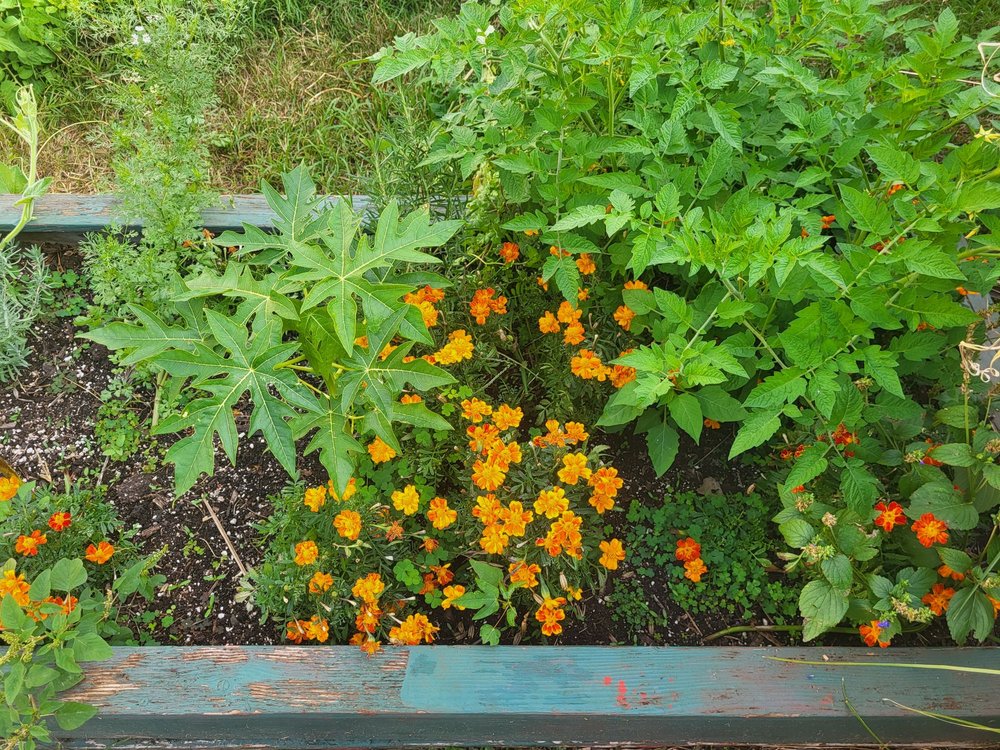 PUKALANI ELEMENTARY SCHOOL Updated April 2024 15 Photos 2945