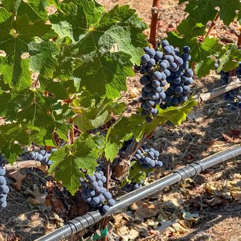 Kenzo Estate - Wineries Near Me - Napa, California Kenzo Estate - Wineries Near Me - Napa, California